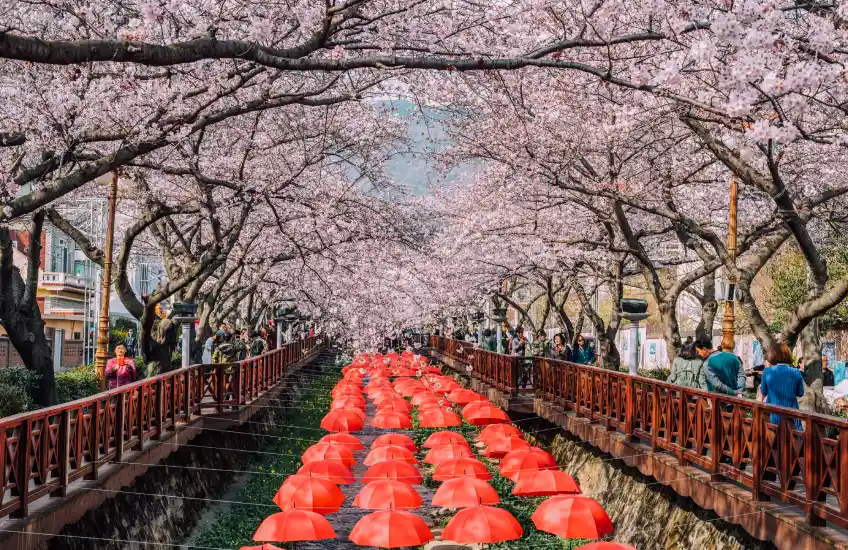 Yeojwacheon Stream, Jinhae, cherry blossom viewing spot, Korea