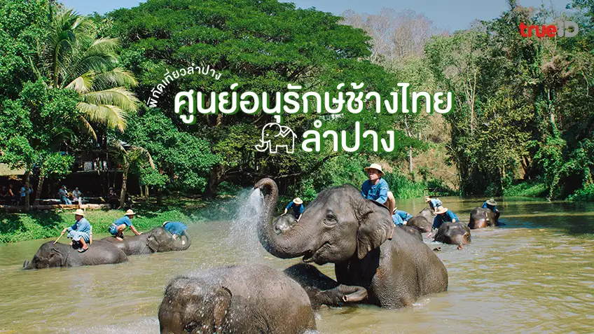 ศูนย์อนุรักษ์ช้างไทย ลำปาง เที่ยวลำปาง ไปเจอช้าง สุดน่ารัก