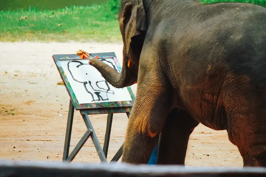 ศูนย์อนุรักษ์ช้างไทย ลำปาง ช้างวาดภาพ