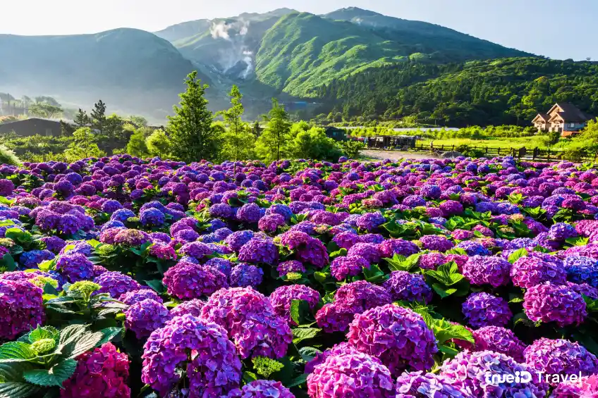 Yangmingshan National Park ที่เที่ยวไต้หวัน