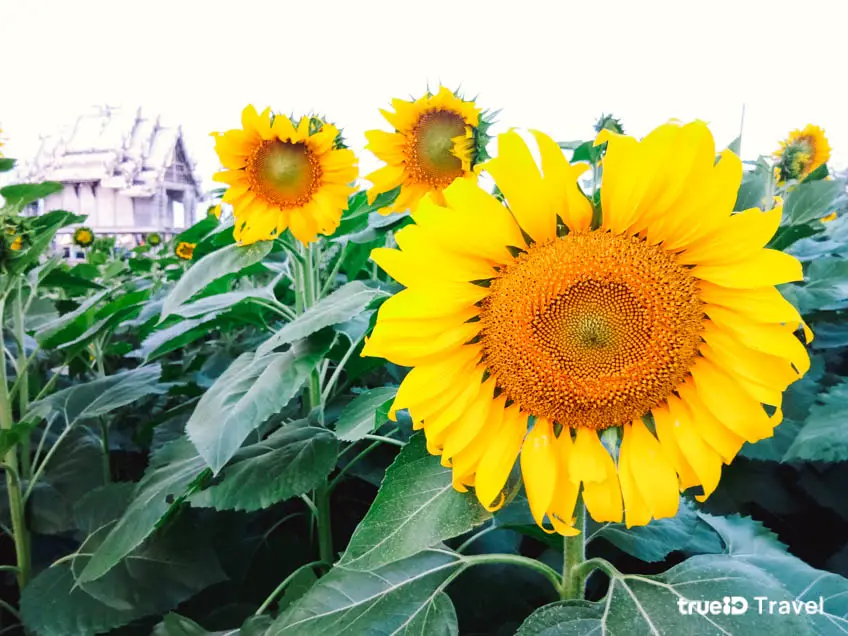 ที่เที่ยวนครปฐม วัดสี่แยกเจริญพร ทุ่งทานตะวัน