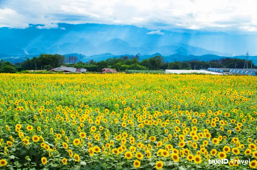 เที่ยวญี่ปุ่น ทุ่งทานตะวัน Akeno Sunflower Festival