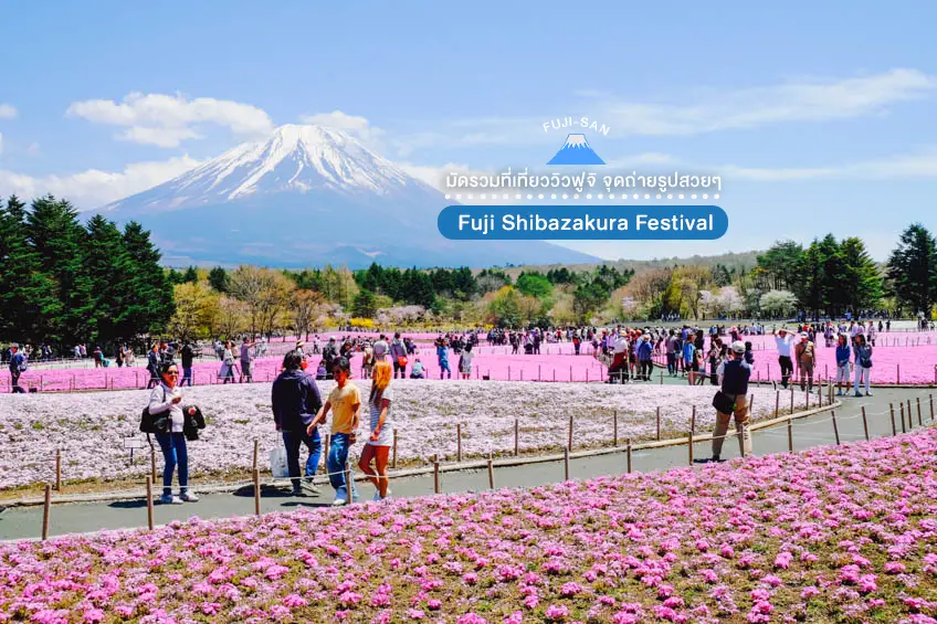 ที่เที่ยวิวฟูจิ ยามานาชิ Fuji Shibazakura Festival