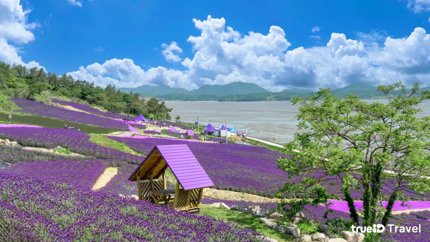 เกาะสีม่วง Purple Island ที่เที่ยวเกาหลี