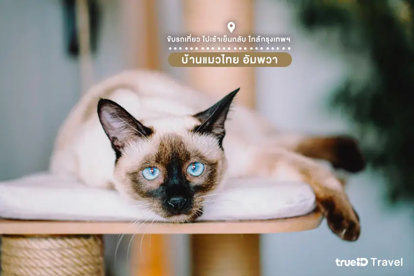 บ้านแมวไทย อัมพวา ขับรถเที่ยวใกล้กรุงเทพ