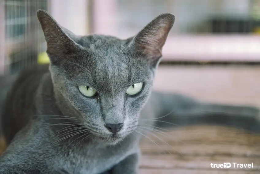 บ้านแมวไทย อัมพวา ขับรถเที่ยวใกล้กรุงเทพ