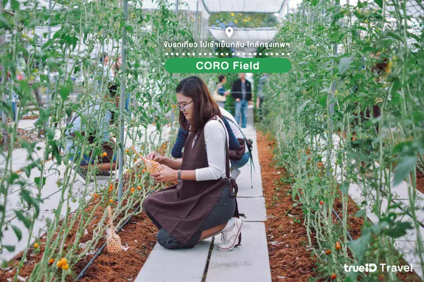 ที่เที่ยวไปเช้าเย็นกลับ CORO Field สวนผึ้ง ราชบุรี