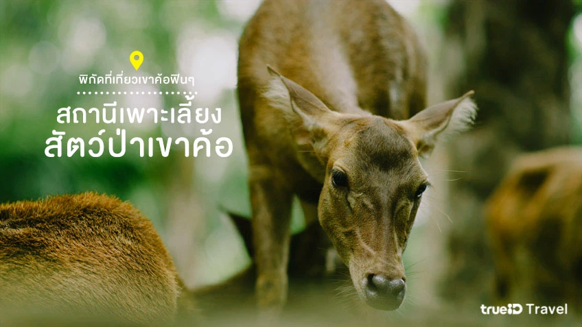 ที่เที่ยวเขาค้อ สวนสัตว์เขาค้อ สถานีเพาะเลี้ยงสัตว์ป่าเขาค้อ