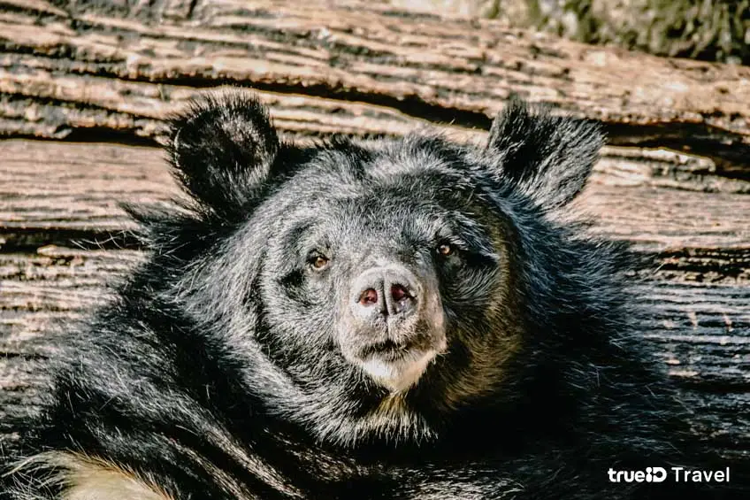 ที่เที่ยวเขาค้อ 2564 สวนสัตว์เปิดเขาค้อ สถานีเพาะเลี้ยงสัตว์ป่าเขาค้อ