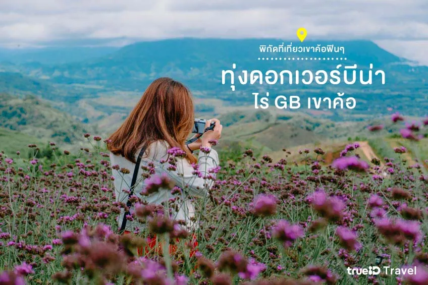ไร่ GB เขาค้อ ทุ่งดอกเวอร์บีน่า ที่เที่ยวเขาค้อ