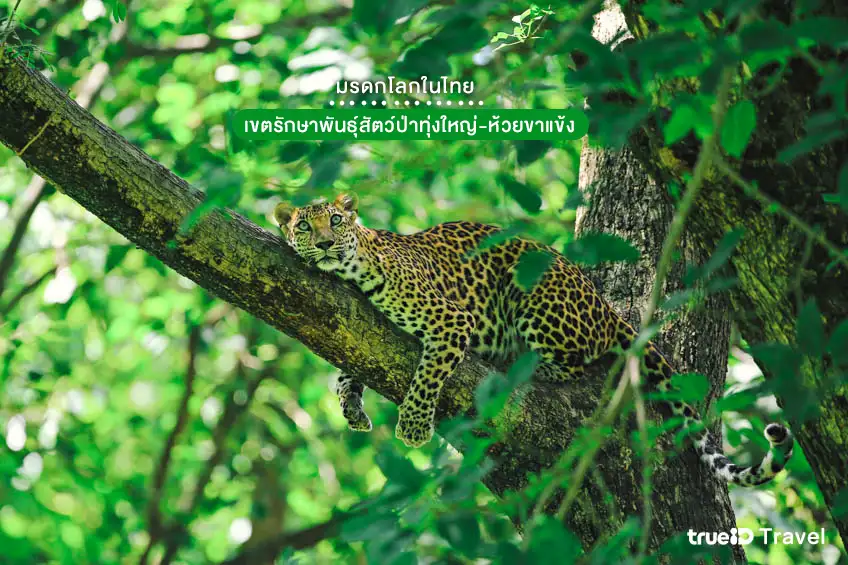 มรดกโลกในไทย 2569 เขตรักษาพันธุ์สัตว์ป่าทุ่งใหญ่-ห้วยขาแข้ง