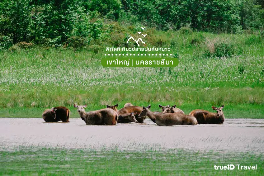 เขาใหญ่ นครราชสีมา ที่เที่ยวปลายฝนต้นหนาว