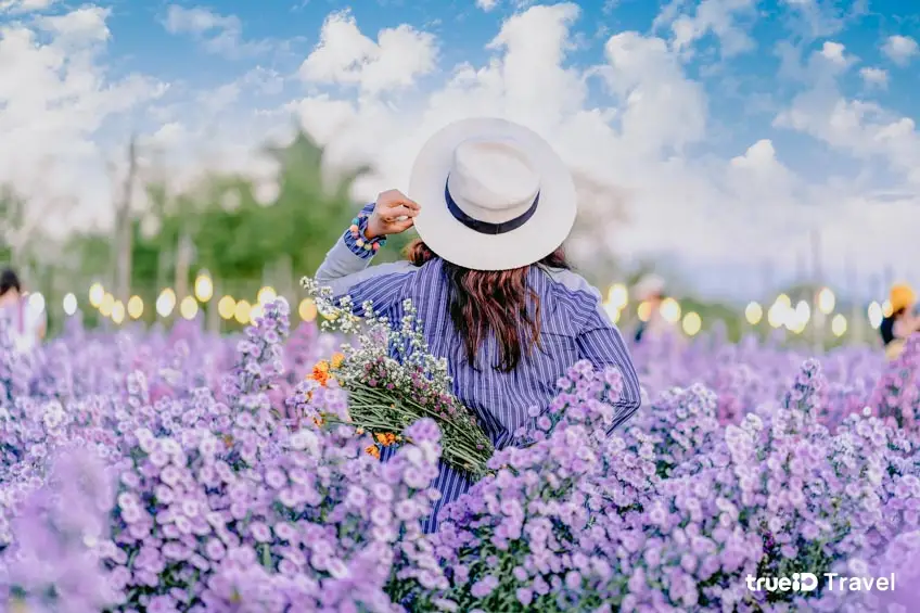 สวนดอกไม้เชียงใหม่ แม่ริม I love flower Farms