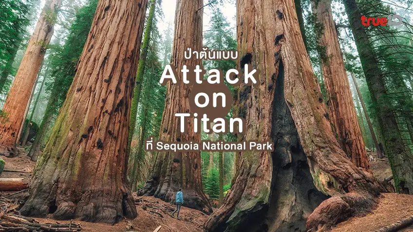 ป่าต้นแบบใน Attack on Titan ที่ Sequoia National Park อเมริกา