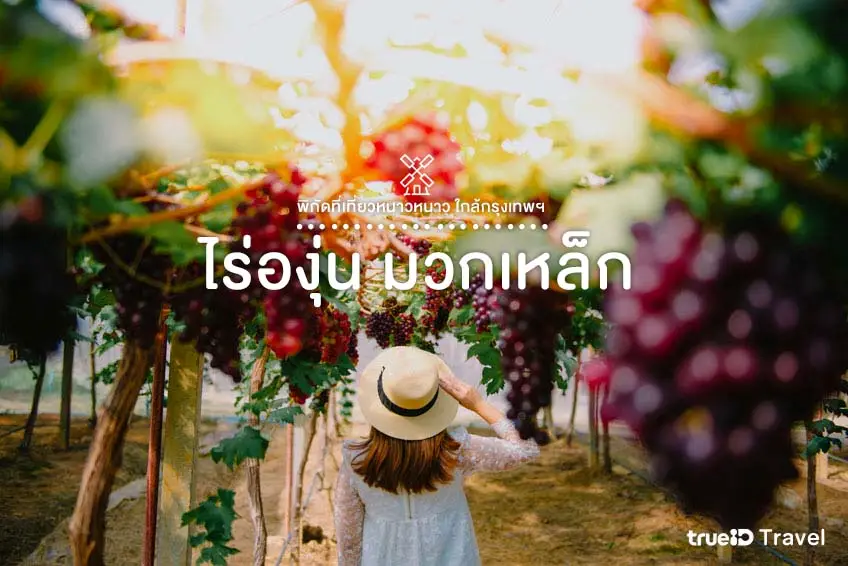 ที่เที่ยวหนาวหนาว ใกล้กรุงเทพ 2568 ไร่องุ่น มวกเหล็ก สระบุรี