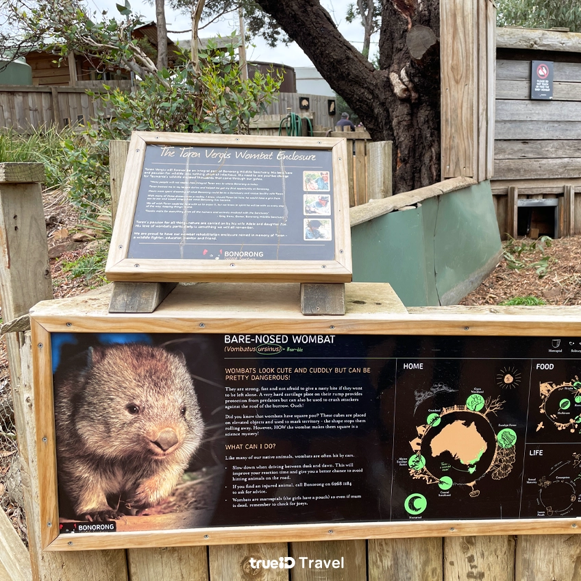 วอมแบต wombat ออสเตรเลีย