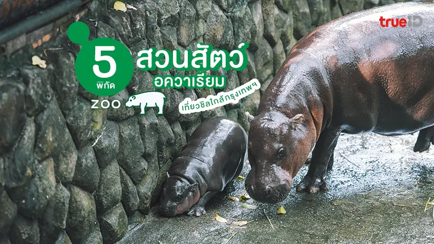 5 สวนสัตว์ใกล้กรุงเทพ อควาเรียม ที่เที่ยวปิดเทอม พาเด็กๆ มาเที่ยวจอยๆ