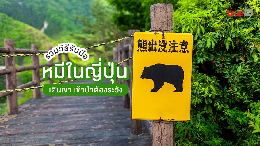 รวมวิธีรับมือหมีในญี่ปุ่น เดินเขา เข้าป่าต้องระวัง