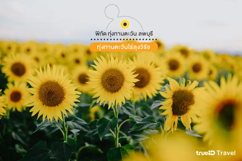 ทุ่งทานตะวันไร่ลุงวิรัช ทุ่งทานตะวัน ลพบุรี 2568