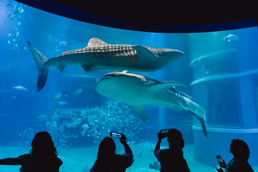 ที่เที่ยวโอซาก้า อวาเรียม ญี่ปุ่น ไคยูคัง