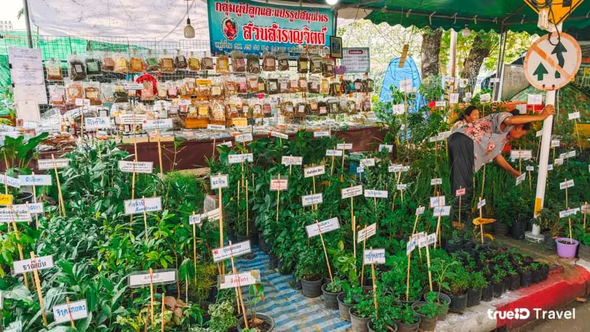 งานเกษตรแฟร์ 2568 ม.เกษตรศาสตร์ บางเขน