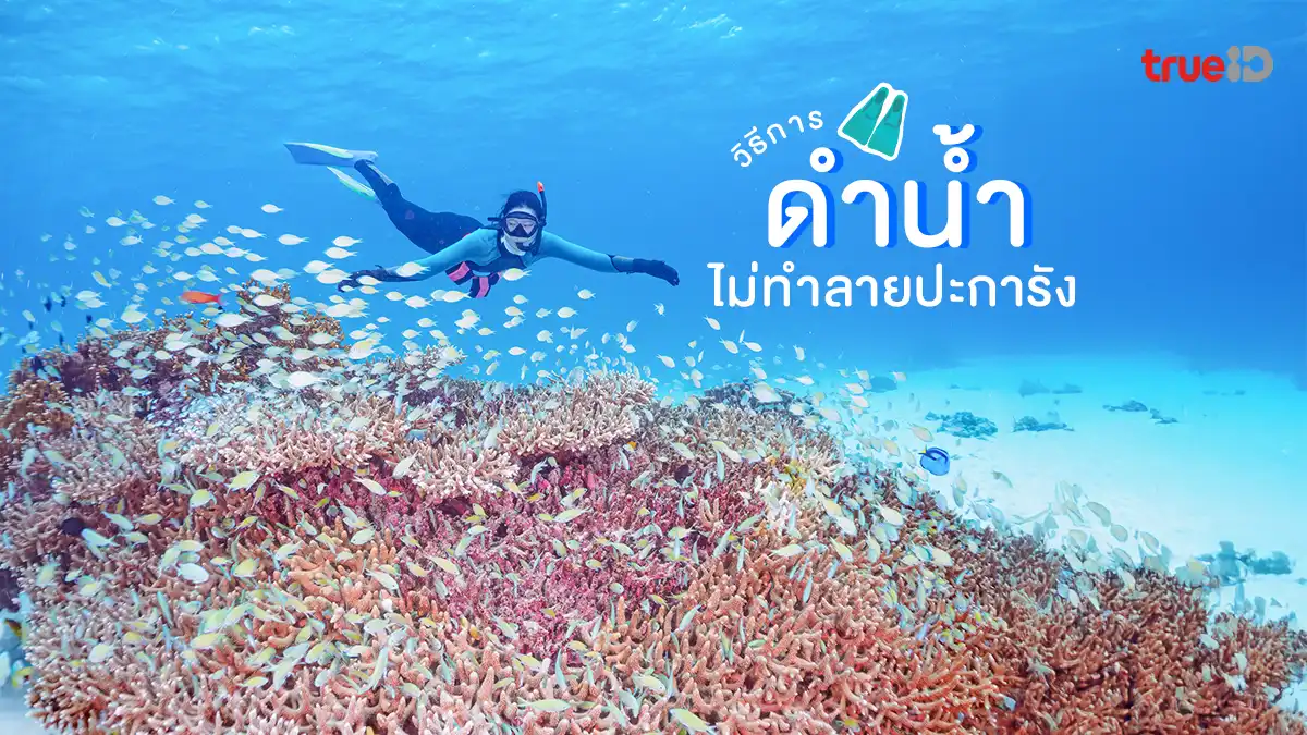 ดำน้ำ อย่างถูกวิธี ไม่ทำลายปะการัง สายเที่ยวต้องรู้