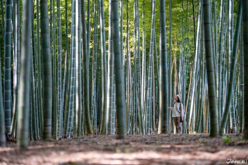 ป่าไผ่ของฟาร์มวาคายามะ (Wakayama Farm)