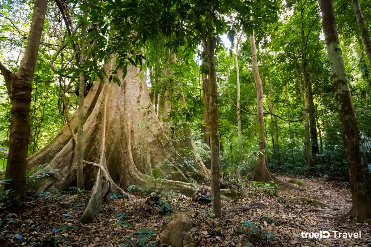 อุทยานแห่งชาติเขาพนมเบญจา