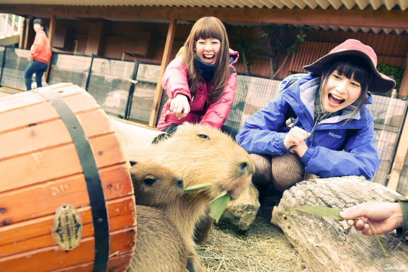 พิกัดสวนสัตว์และคาเฟ่คาปิบาร่าในญี่ปุ่น Nasu Animal Kingdom (สวนสัตว์นาสุ)
