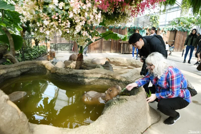 พิกัดสวนสัตว์และคาเฟ่คาปิบาร่าในญี่ปุ่น Kobe Animal Kingdom (สวนสัตว์โกเบ)