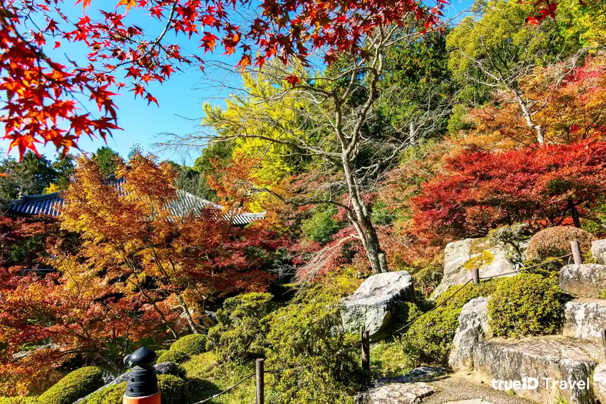 จุดชมใบไม้เปลี่ยนสี เกียวโต Daigoji Temple