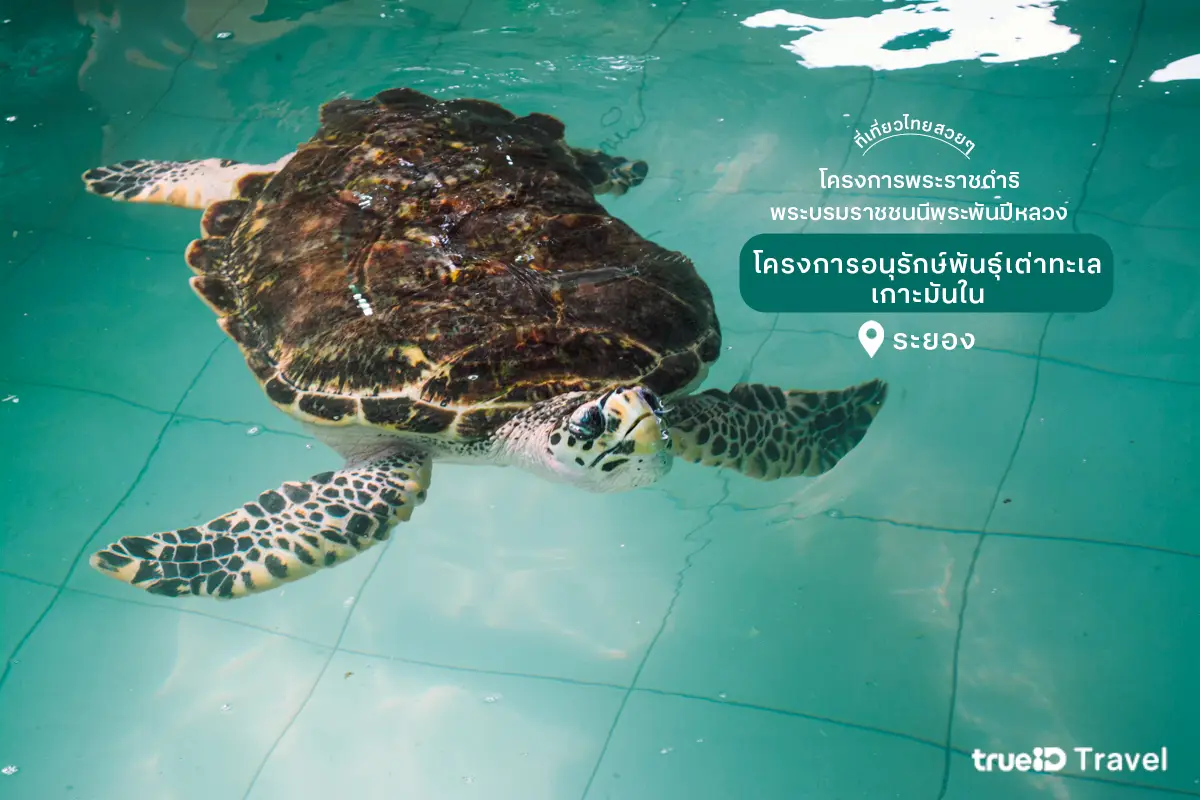 เกาะมันใน ระยอง เต่าทะเล โครงการพระราชดำริ พระพันปีหลวง
