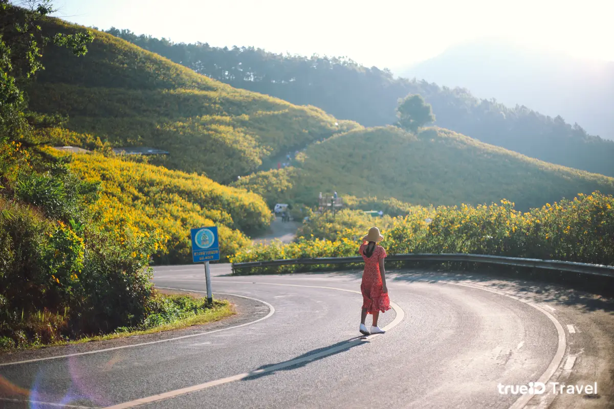 ทุ่งดอกบัวตอง 2568 ดอยแม่อูคอ ที่เที่ยวแม่ฮ่องสอน