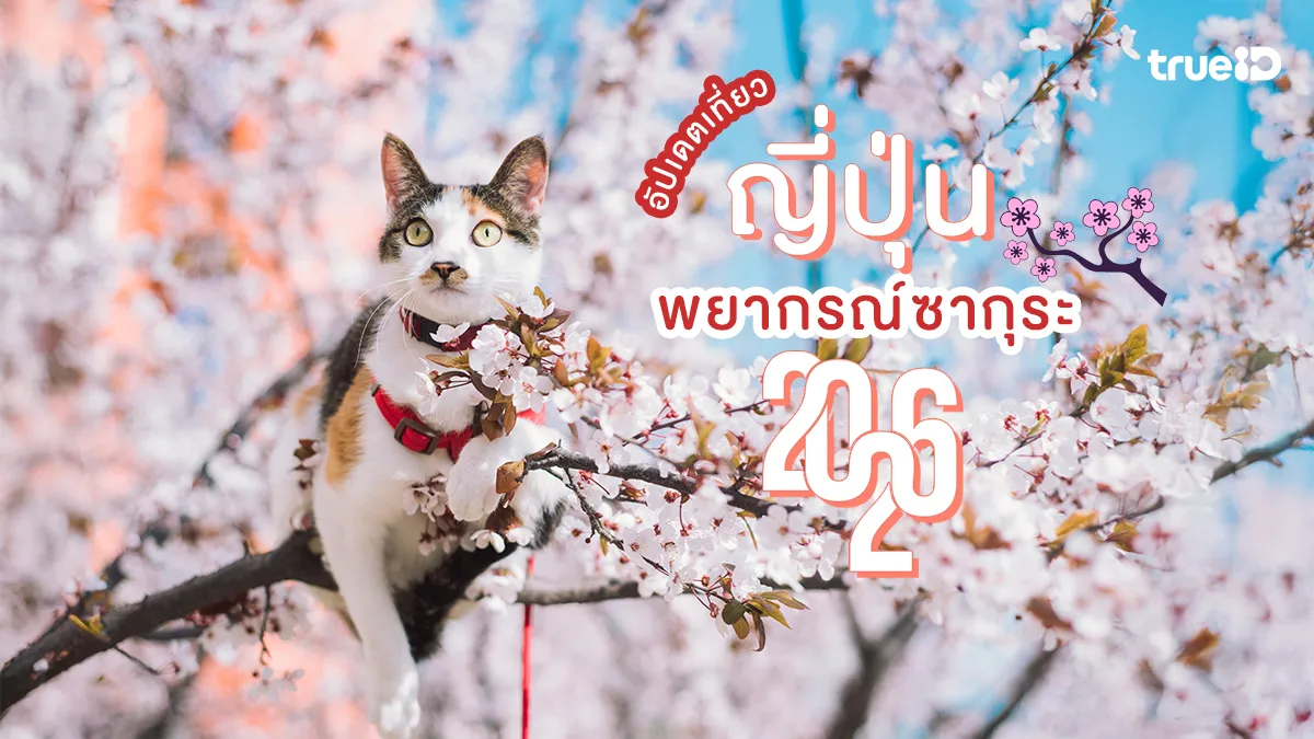 อัปเดต พยากรณ์ซากุระญี่ปุ่น 2026 ฉบับ 8 มาแล้ว! อากาศเริ่มนิ่ง