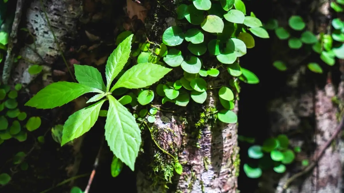 น้ำตกปุญญบาล