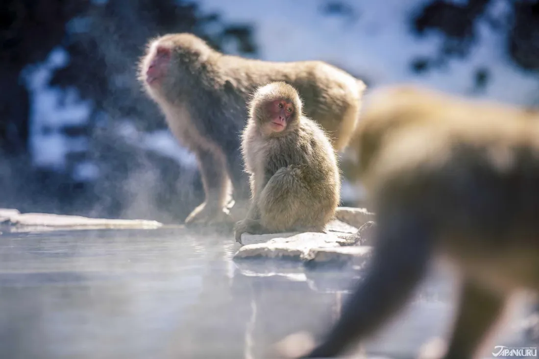 สวนลิงจิโกคุดานิ (Jigokudani Monkey Park)