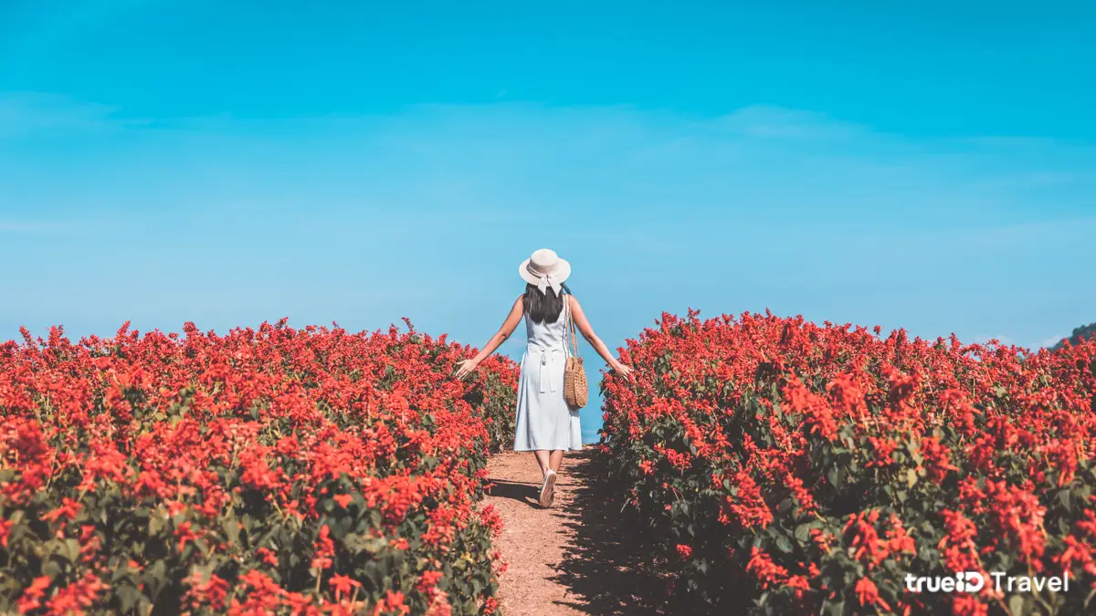 แคปชั่น คำคมการเดินทาง แคปชั่นเที่ยวมีความสุข