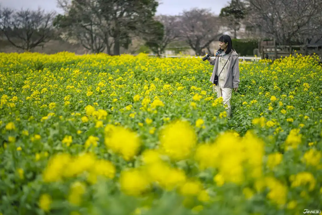 นาริตะดรีมฟาร์ม (Narita Dream Farm) จ.ชิบะ