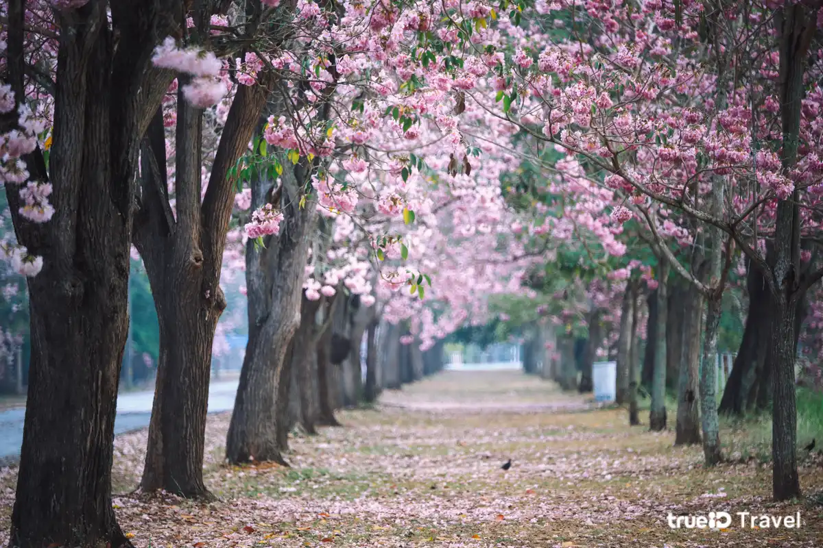 ชมพูพันธุ์ทิพย์ เกษตร กำแพงแสน 2569