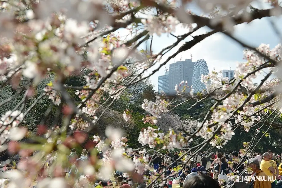 สวนชินจูกุเกียวเอน (Shinjuku Gyoen)