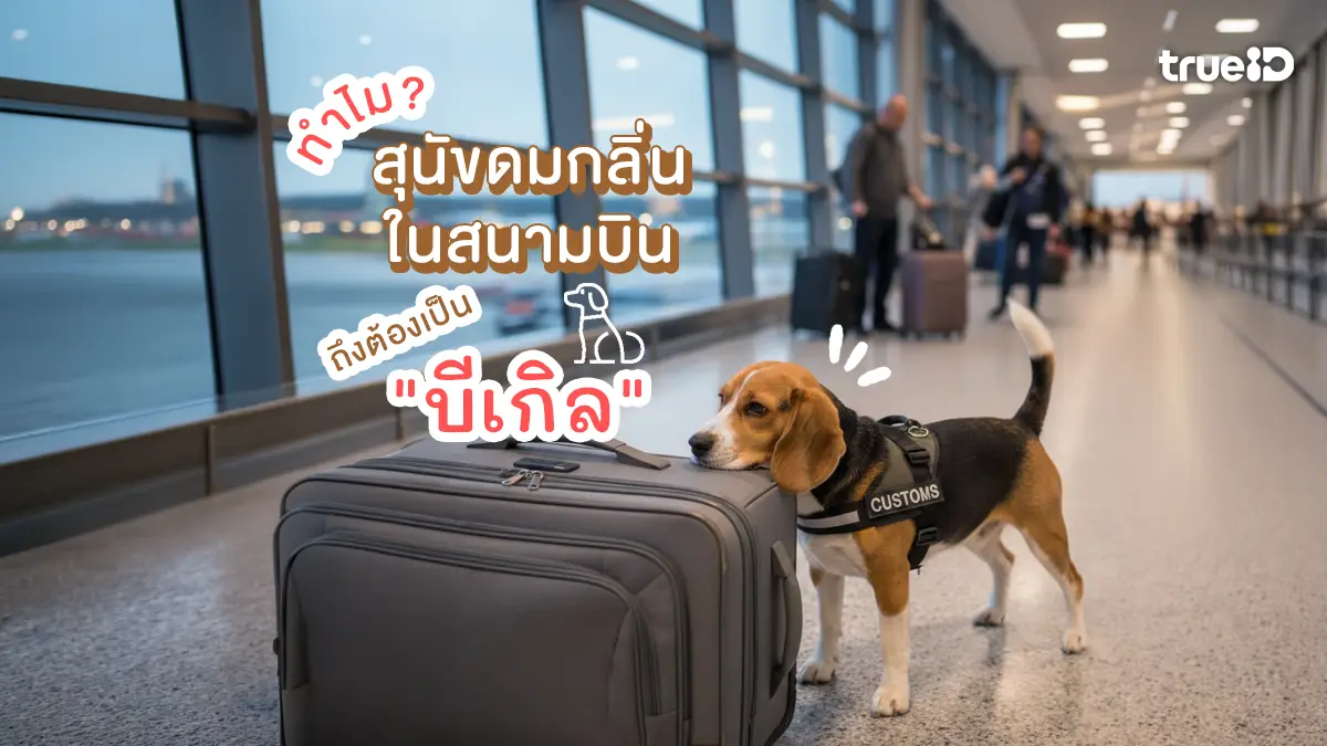 ทำไม สุนัขดมกลิ่นในสนามบิน ถึงเป็นพันธุ์ บีเกิล (Beagle)?