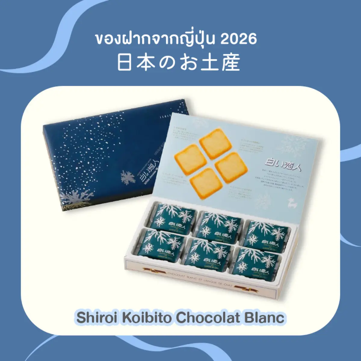 ของฝากจากญี่ปุ่น 2026 ขนม Shiroi Koibito Chocolat Blanc