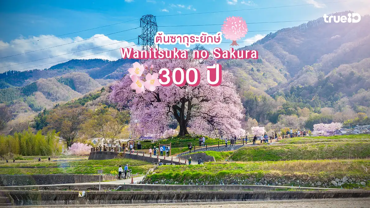 เที่ยวญี่ปุ่น Wanitsuka no Sakura ต้นซากุระยักษ์อายุกว่า 320 ปี เมืองโฮคุโตะ ยามานาชิ