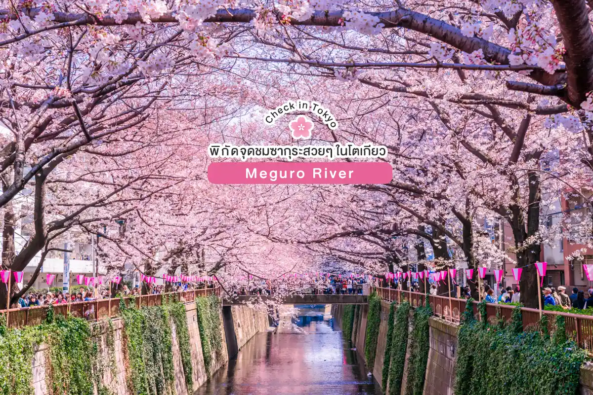 จุดชมซากุระโตเกียว 2026 อุโมงค์ซากุระ แม่น้ำเมกุโระ