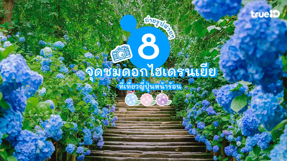 8 จุดชม ดอกไฮเดรนเยีย เที่ยวญี่ปุ่น หน้าร้อน หน้าฝน สีสวยละมุนใจ