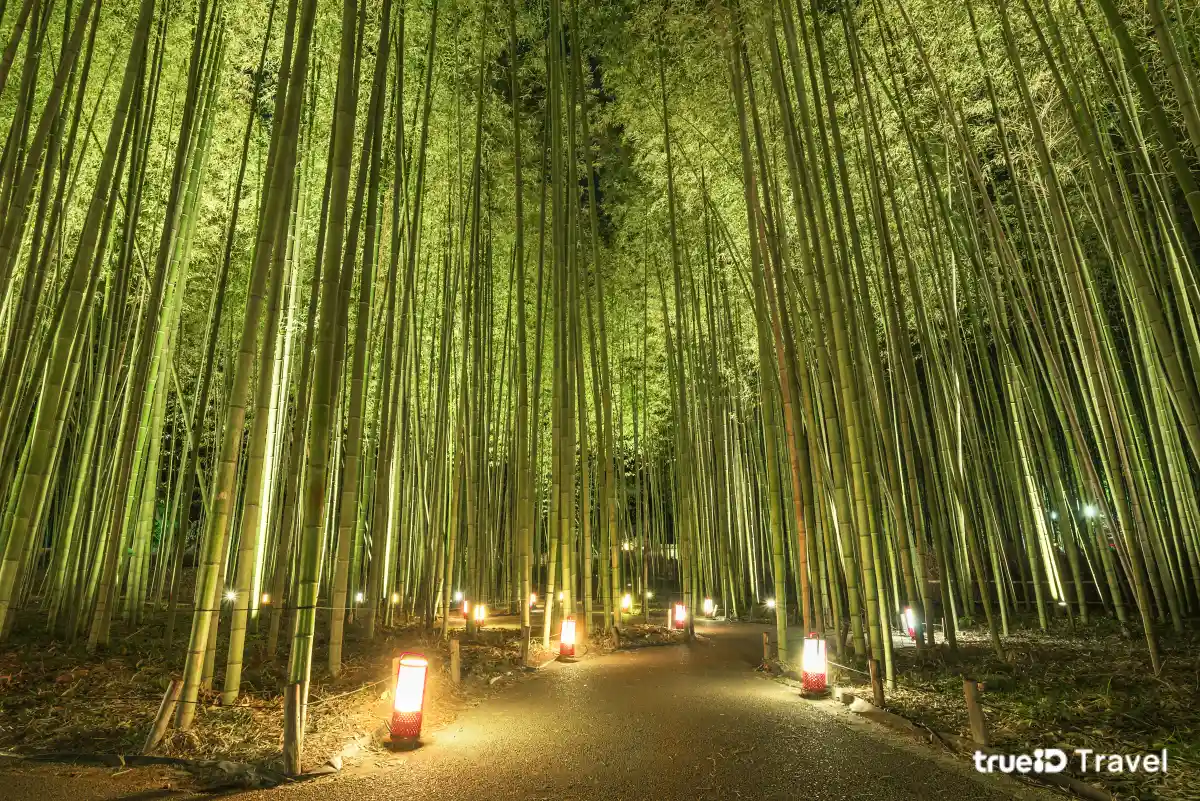 ทางเดินป่าไผ่อาราชิยามะ (Arashiyama Bamboo Grove) - เกียวโต
