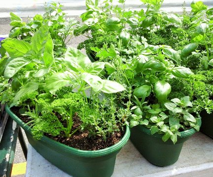 " 5 สมุนไพรไทย " แก้ปวดหัว ตัวร้อน ลดไข้ ไม่ต้องพึ่งยา