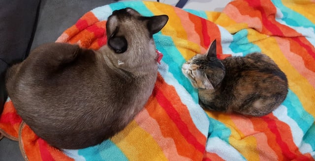 love at first meow รัก(แมวตัว)แรกพบ