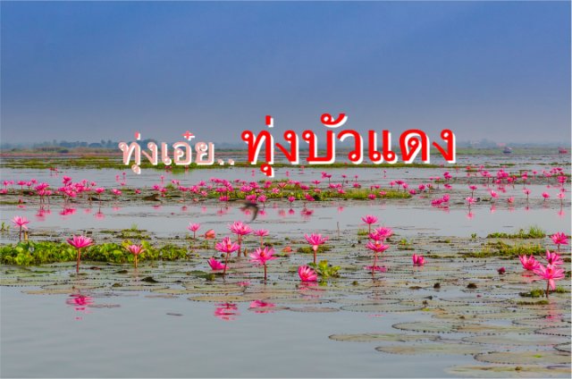 ทุ่งเอ๋ย ทุ่งบัวแดง