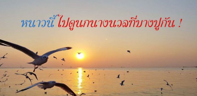หนาวนี้ไปดูนกนางนวลที่บางปูกัน